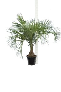 Butia catarinensis odorata 10 seeds Hardy Palm capitata strictior bonnetti 