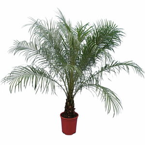 Live Palm Tree Plant Plant + Fertilizer Tropical Plants of Florida Roebellenii Palm Overall Height 26 to 32 3 Gallon Pot 