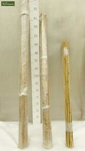 Bamboo Plant Stake -Tonkin 152cm - MyPalmShop