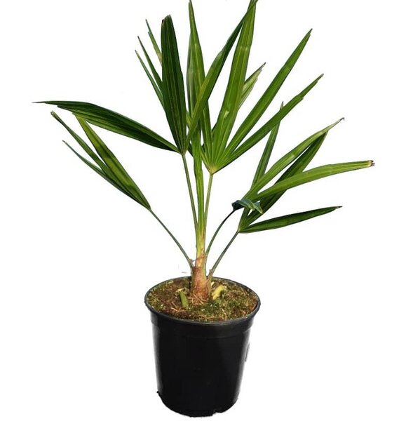 Trachycarpus fortunei - total height 50-70 cm - pot Ø 15 cm - MyPalmShop