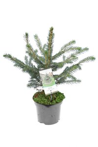 Picea pungens Glauca - total height 50-60 cm - pot 3 ltr