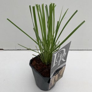 Cortaderia selloana - pot 1 ltr