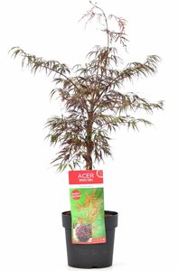 Acer palmatum Firecracker