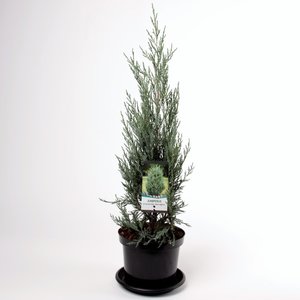 Juniperus scopulorum Moonglow - total height 70-80 cm - pot 3 ltr