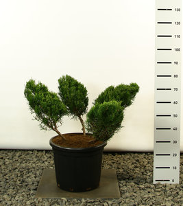 Juniperus media Mint Julep Multiplateau 4 branches - total height 125-150 cm