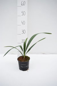 Sabal bermudana - total height 30-40 cm - pot Ø 13 cm