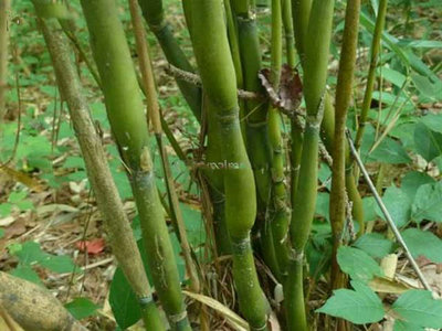 Pseudosasa japonica - total height 150+ cm - pot 5 ltr