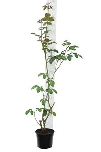 Rosa - white - shrub - pot Ø 21 cm
