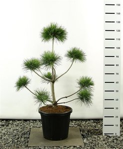 Pinus sylvestris multiplateau - total height 100-125 cm
