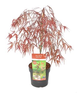 Acer palmatum Enkan - total heigt 50-60 cm - pot 3 ltr