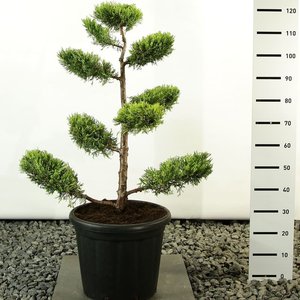 Juniperus chinensis Kuriwao Gold multiplateau - total height 100-125 cm - pot 20 ltr