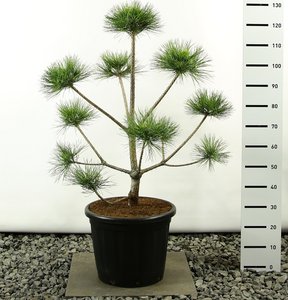 Pinus nigra var. nigra multiplateau