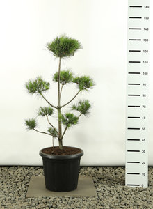 Pinus strobus Multiplateau - total height 80-100 cm - pot 20 ltr