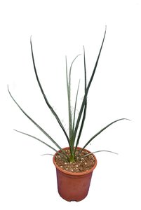 Hesperaloe parviflora Rubra - pot Ø 17 cm