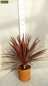 Cordyline australis Red Star - total height 60-80 cm - pot 24 cm