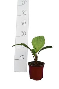 Arenga australasica - total height 30-40 cm - pot Ø 14 cm