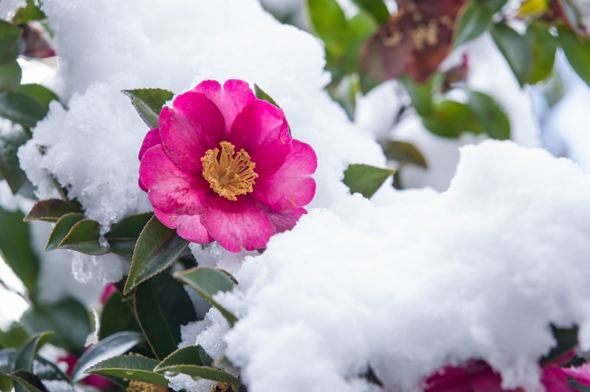 Winter plants