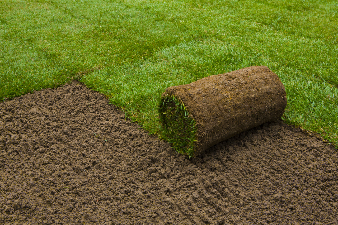 Grass turfs and seeds