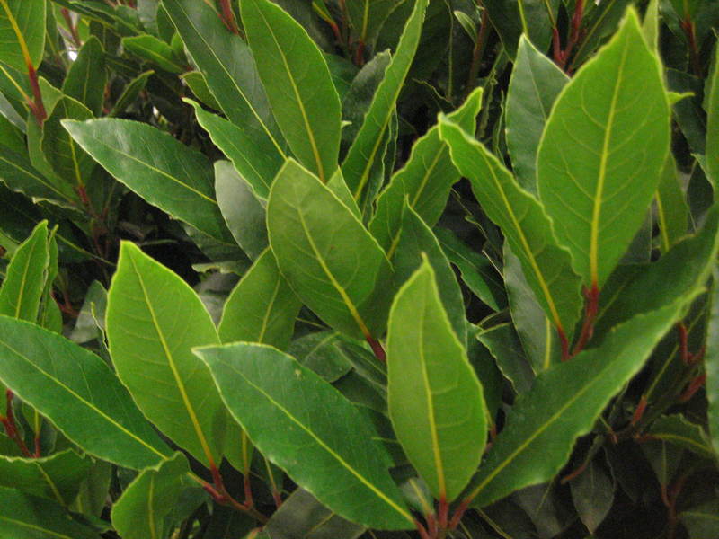 Laurel