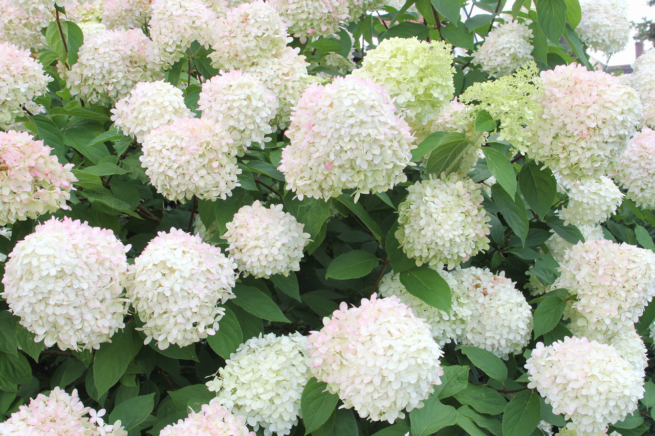 Deciduous hedges