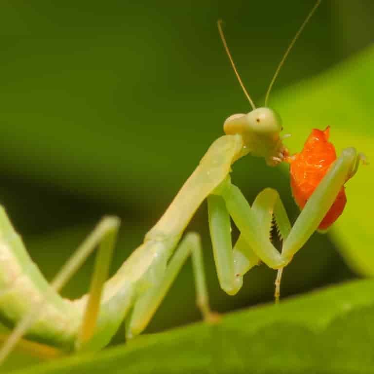 Pest and disease control
