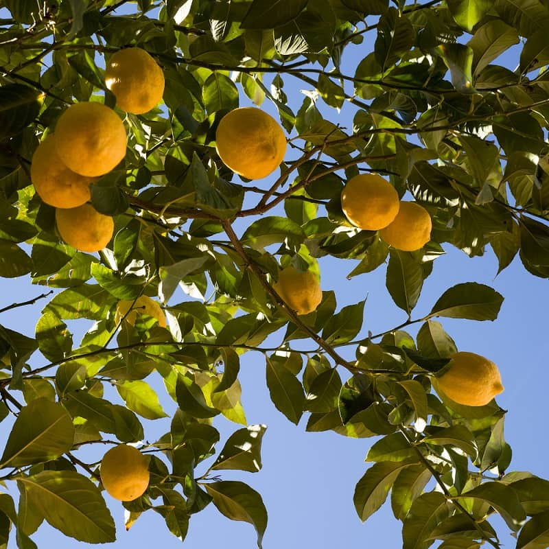 Lemon tree