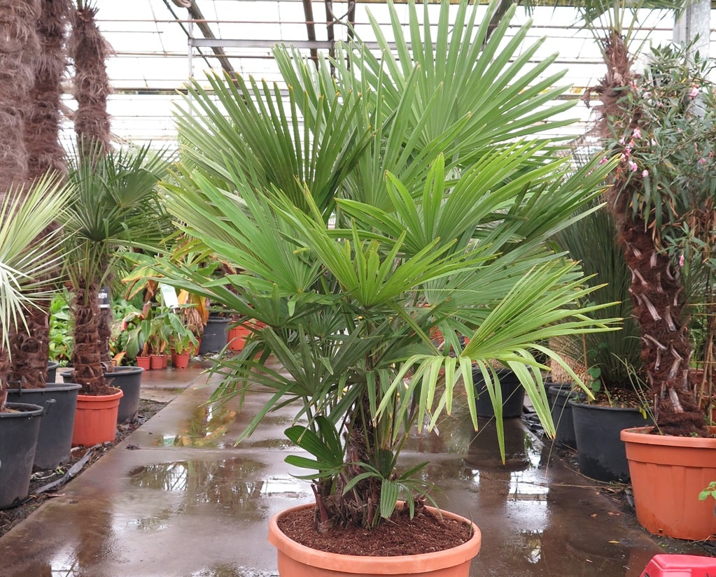Trachycarpus fortunei multitrunk