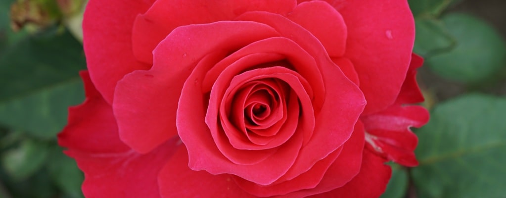 Roses