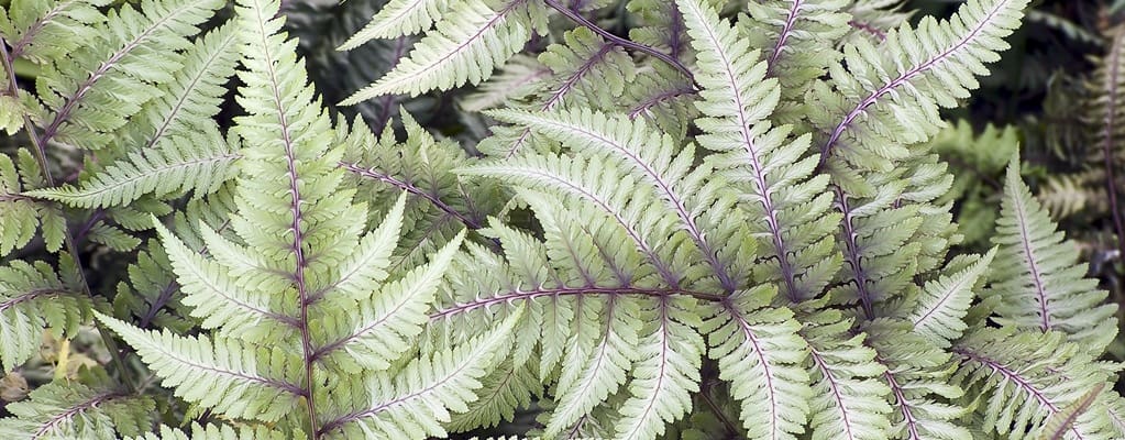 Other ferns