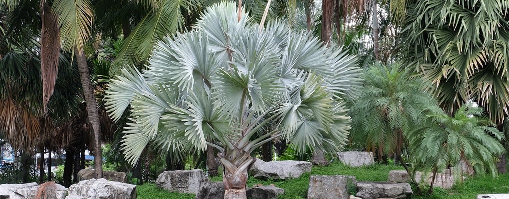 Palms