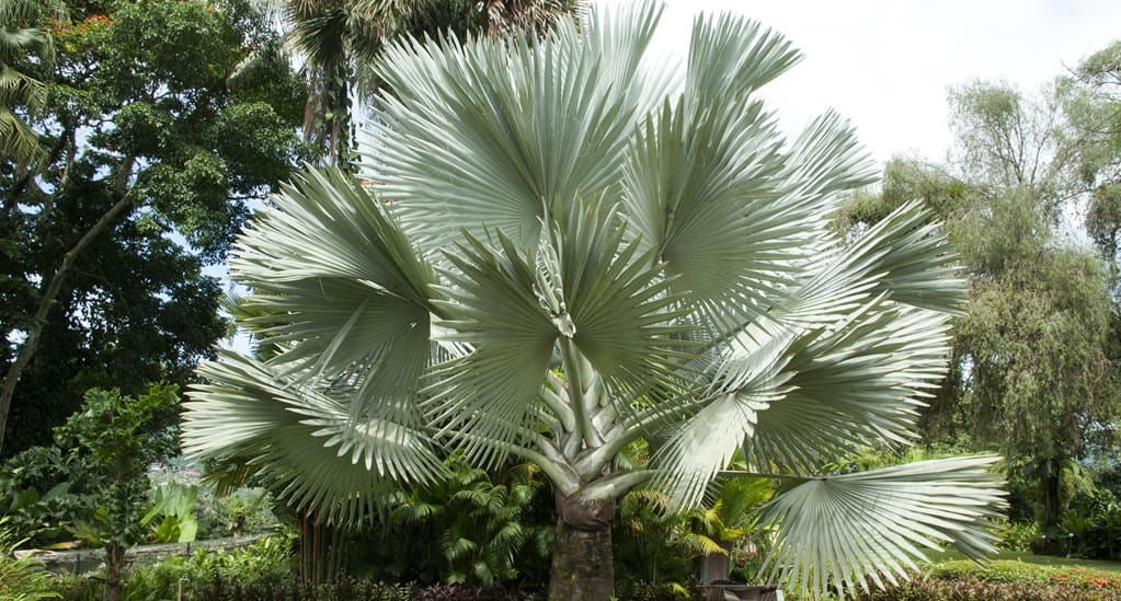 Other palm trees