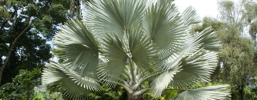 Other palm trees