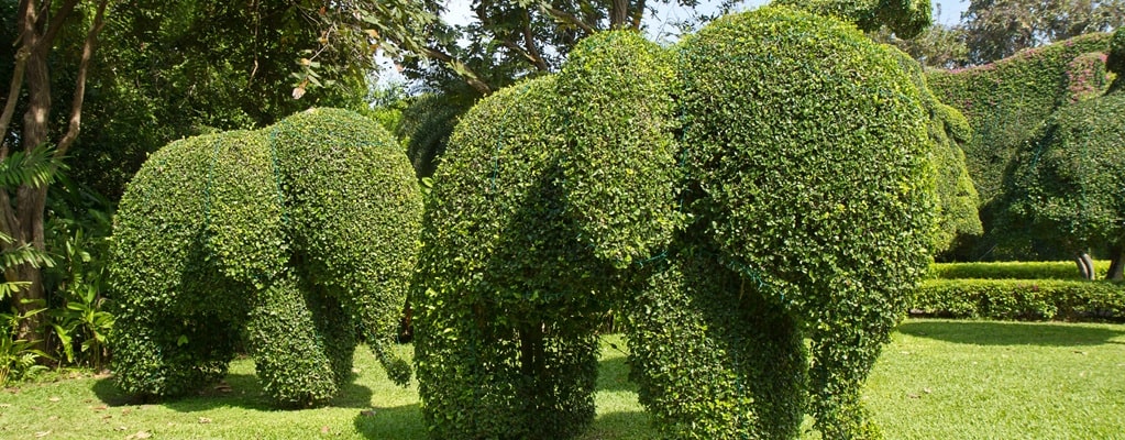 Topiary