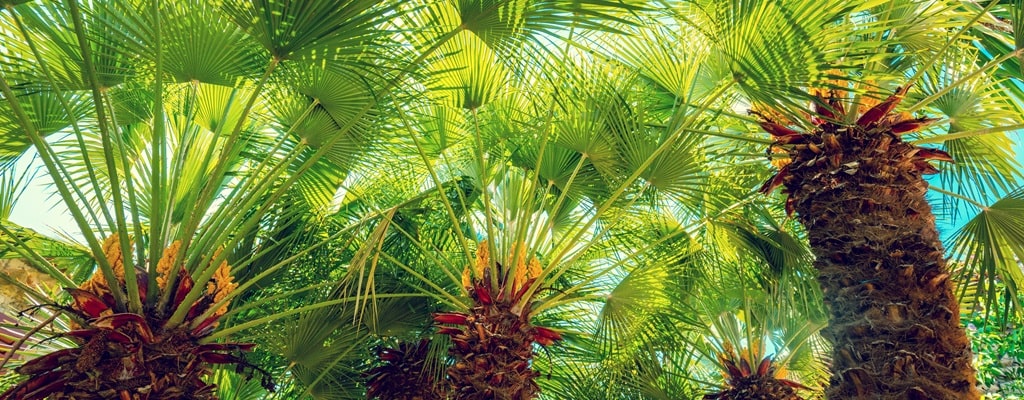 Chamaerops humilis