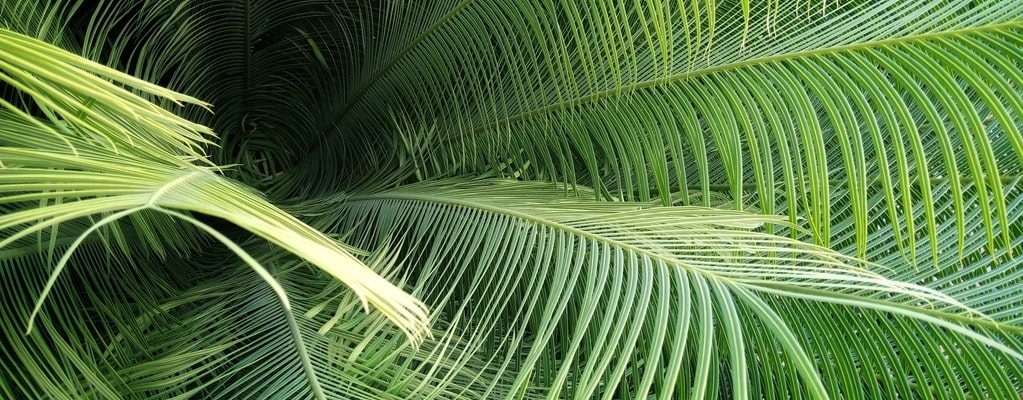 Cycas panzhihuaensis