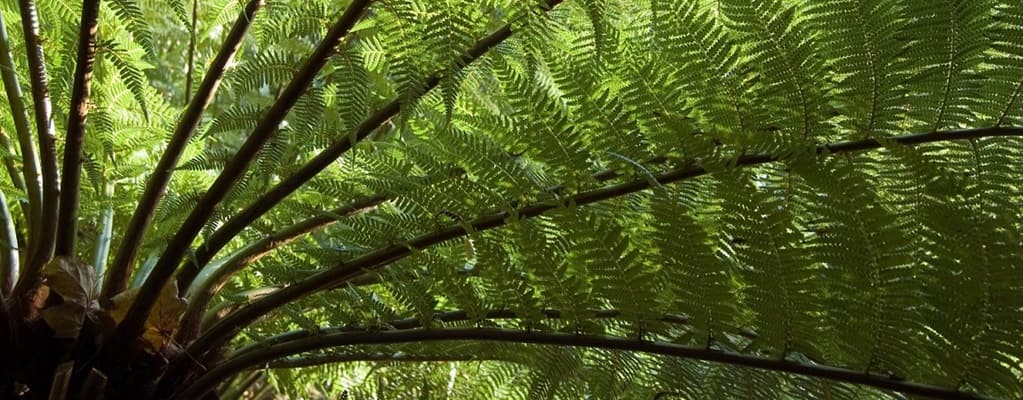 Tree ferns