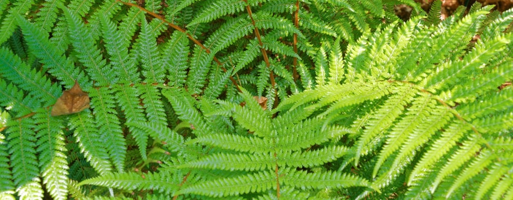 Other Dicksonia
