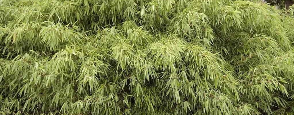 Clumping bamboo