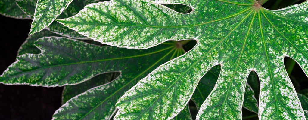 Foliage plants