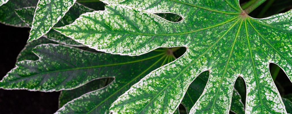 Fatsia & Schefflera