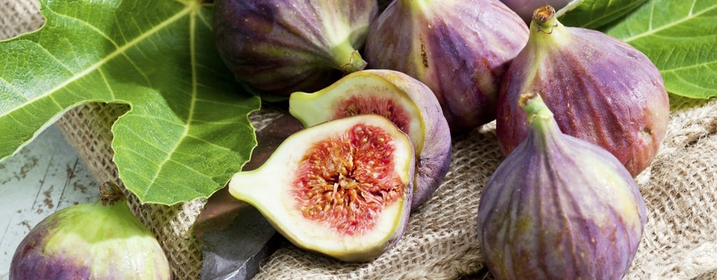 Fig trees