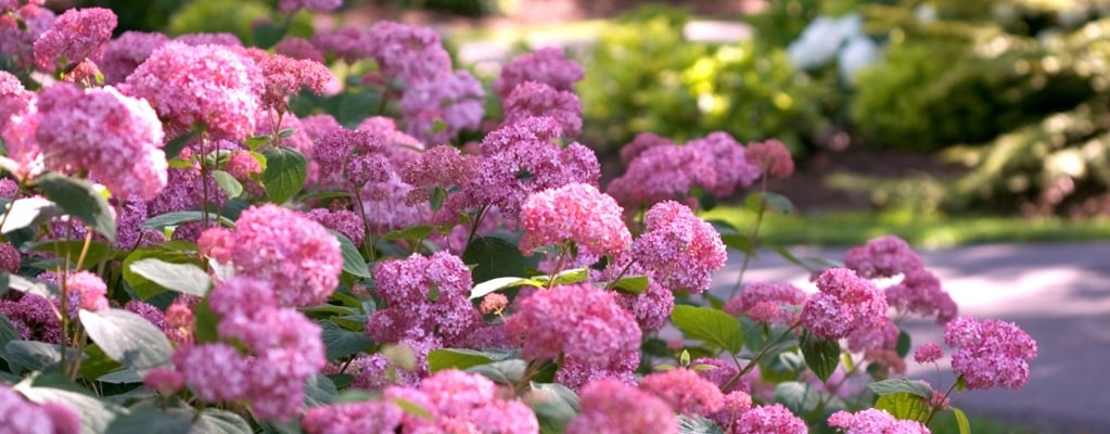 Deciduous hedges