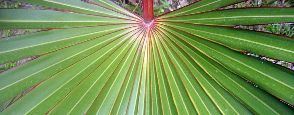 Fan palms