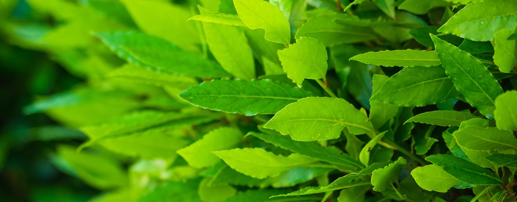 Laurel