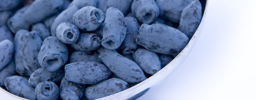 Berries