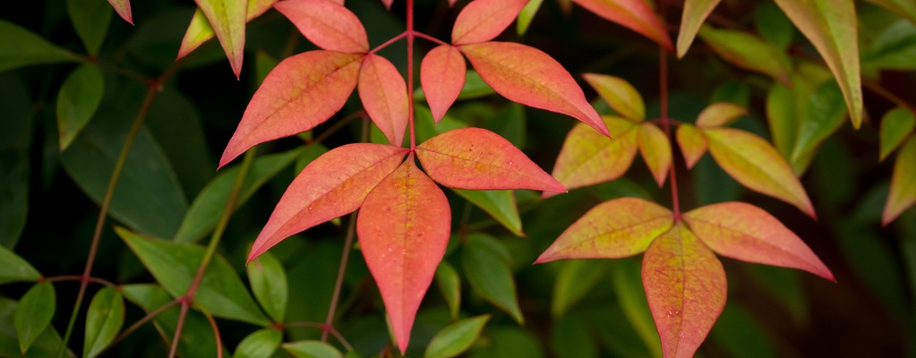Compact ornamental hedges