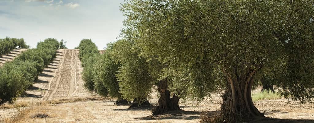 Olive trees