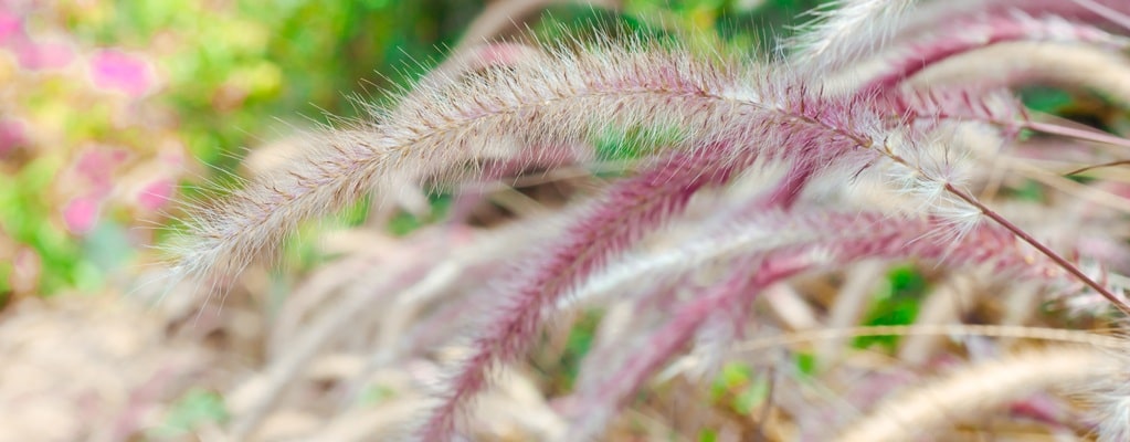 Ornamental grasses