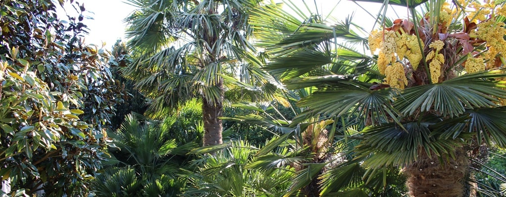 Outdoor palms