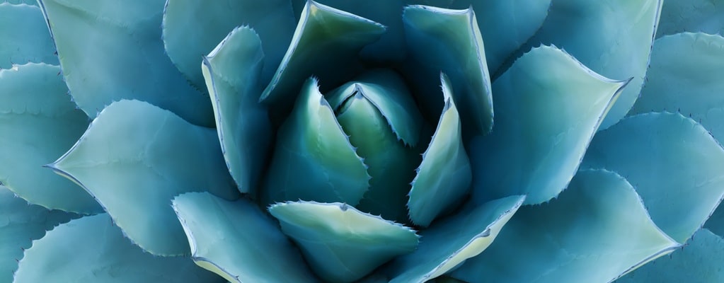 Agave